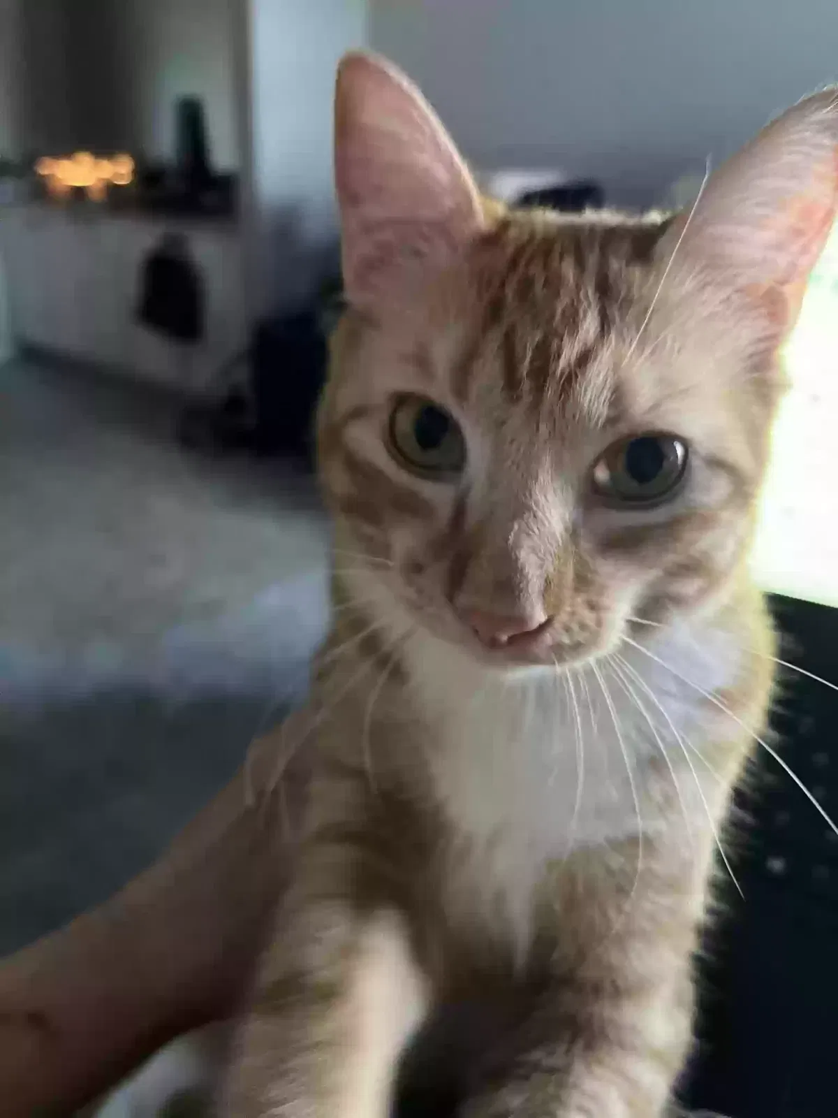 Lost cat in Vacaville, CA, 95688