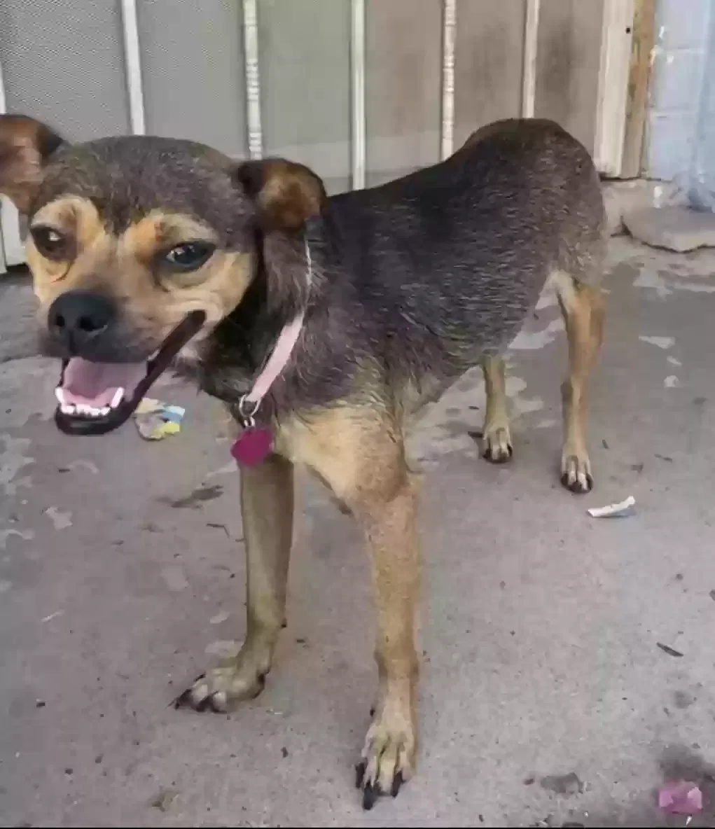 Lost dog in Surprise, AZ, 85374