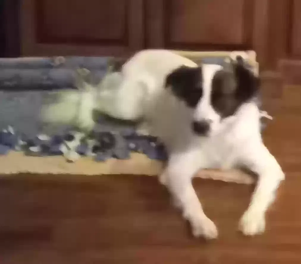 Lost dog in Boyce, LA, 71409