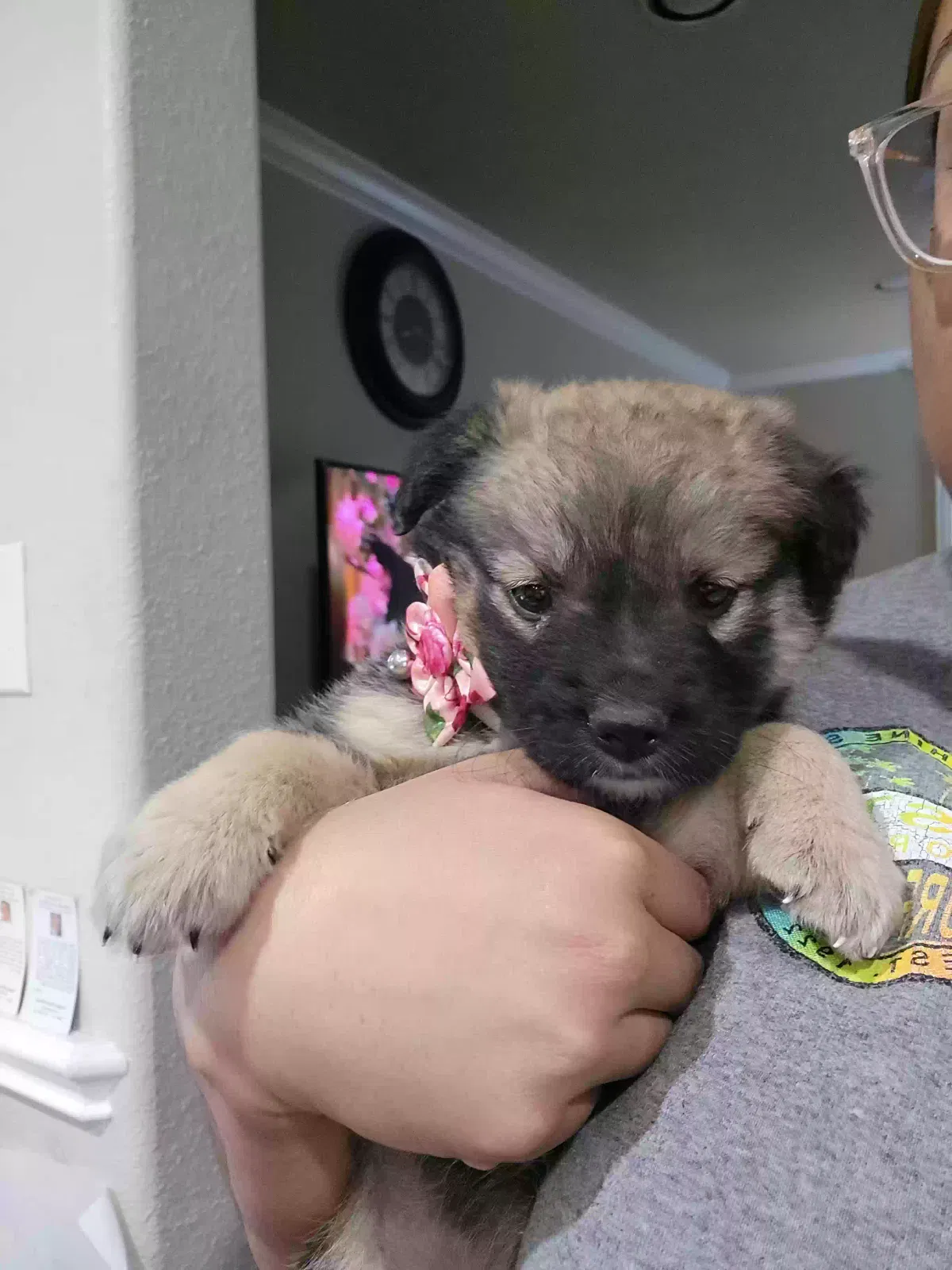 Lost dog in Dallas, TX, 75216