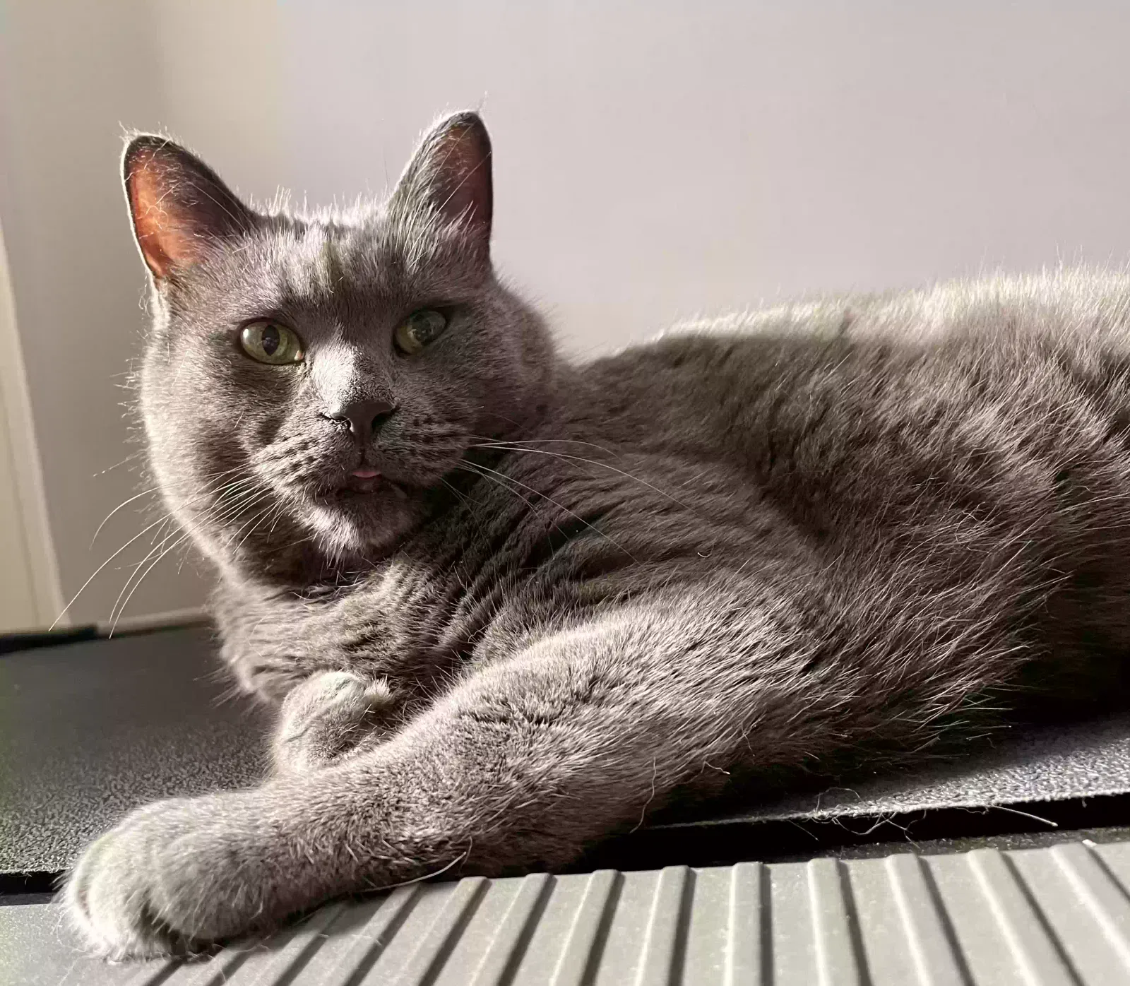 Lost cat in Cleveland, OH, 44134