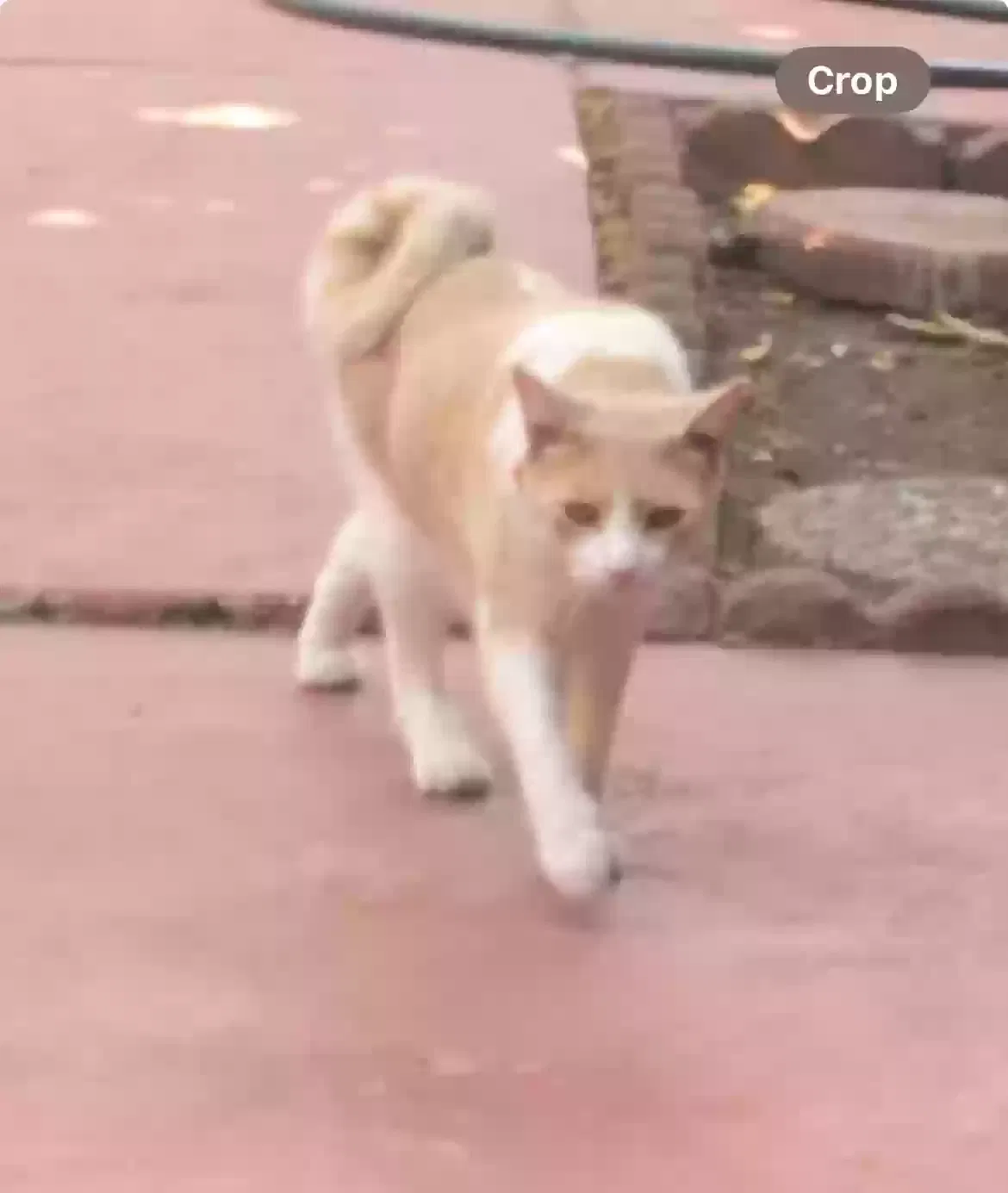 Lost cat in San Mateo, CA, 94404