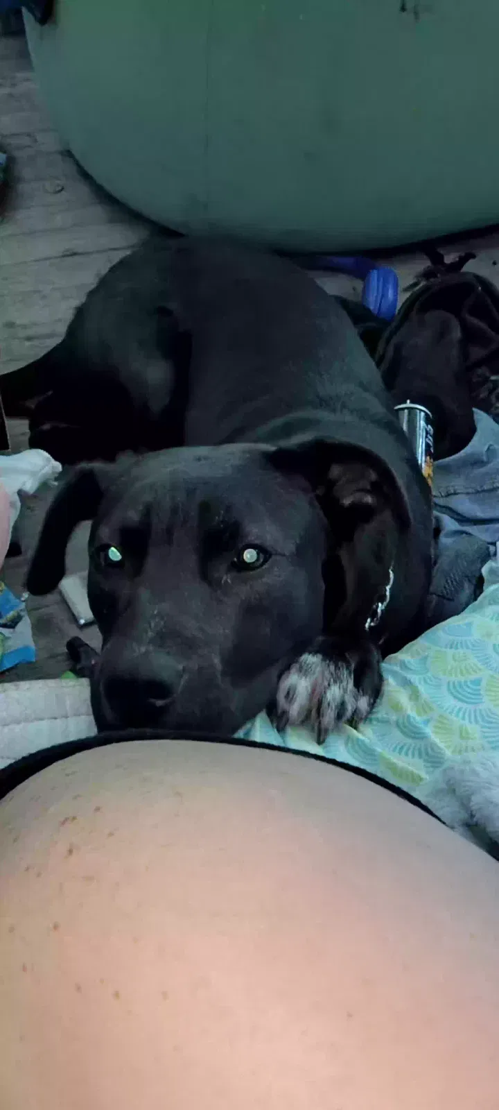 Lost dog in Grand Prairie, TX, 75050