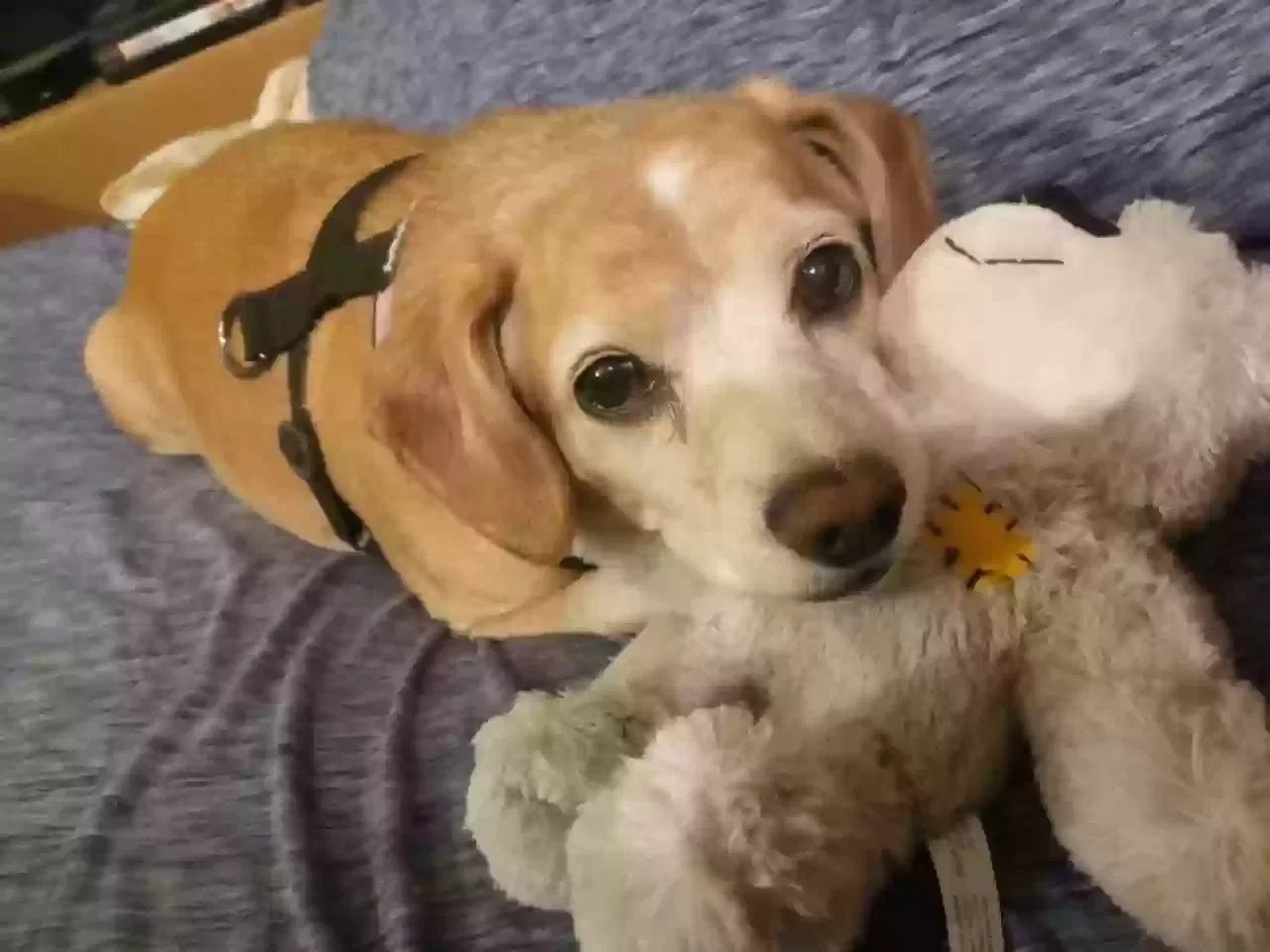 Lost dog in Tucson, AZ, 85713