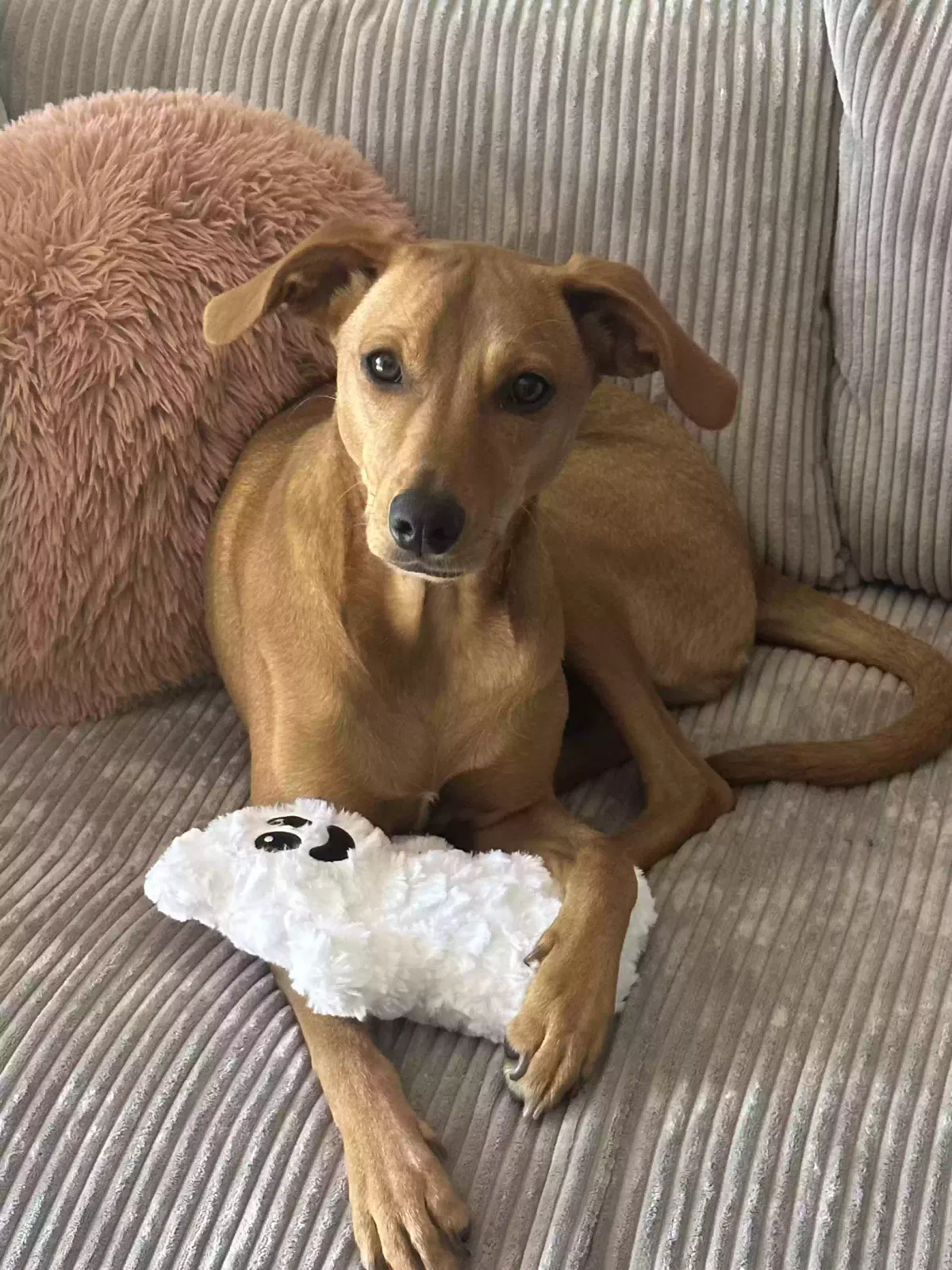 Lost dog in Tallahassee, FL, 32304
