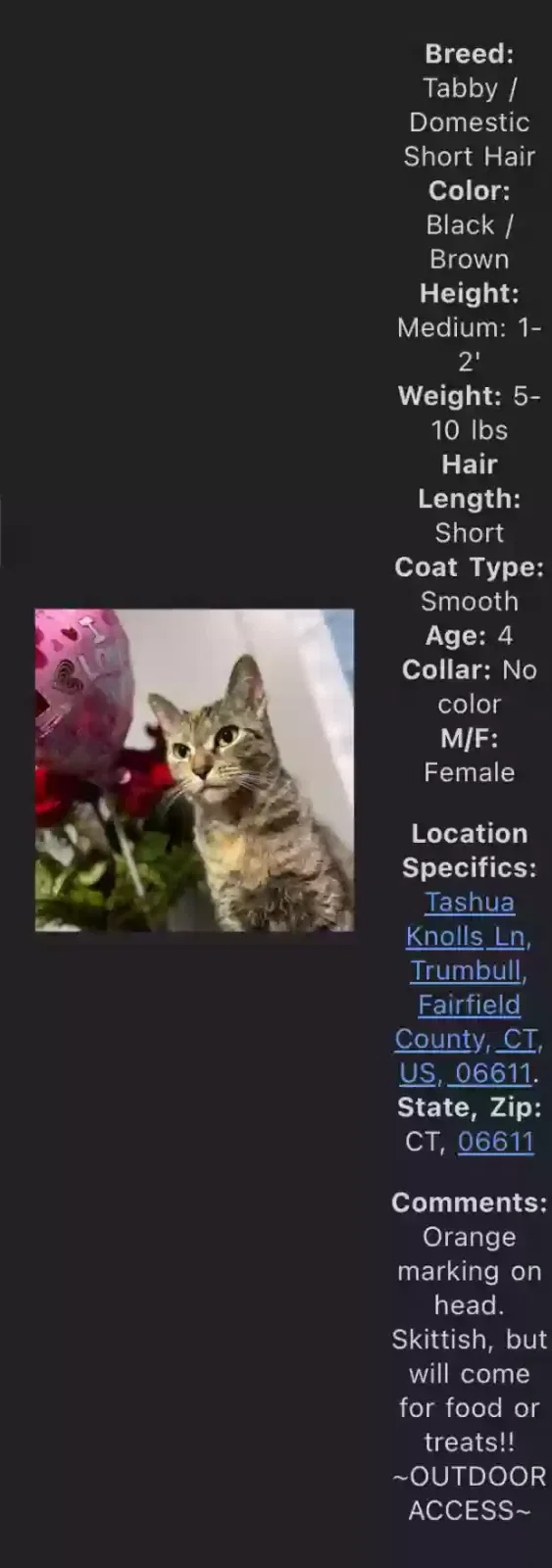 Lost cat in Trumbull, CT, 6611