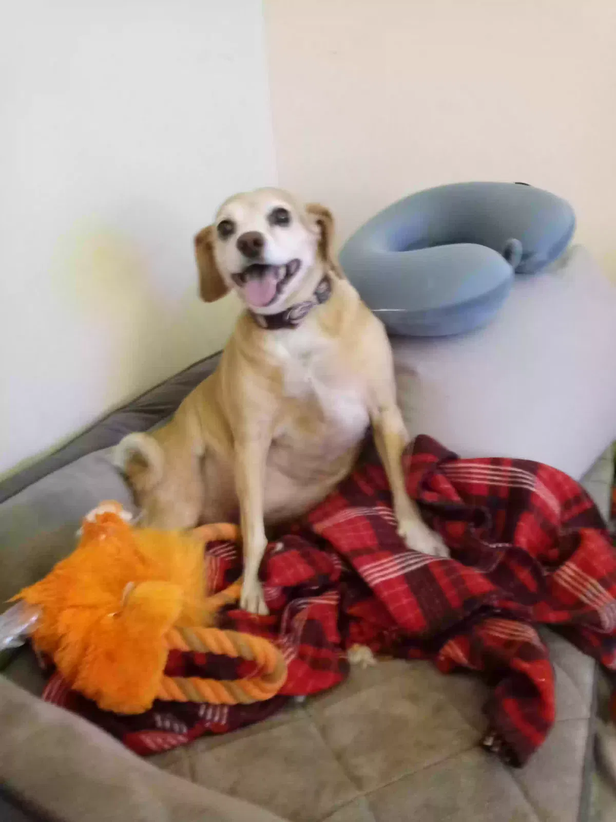 Lost dog in Tucson, AZ, 85713