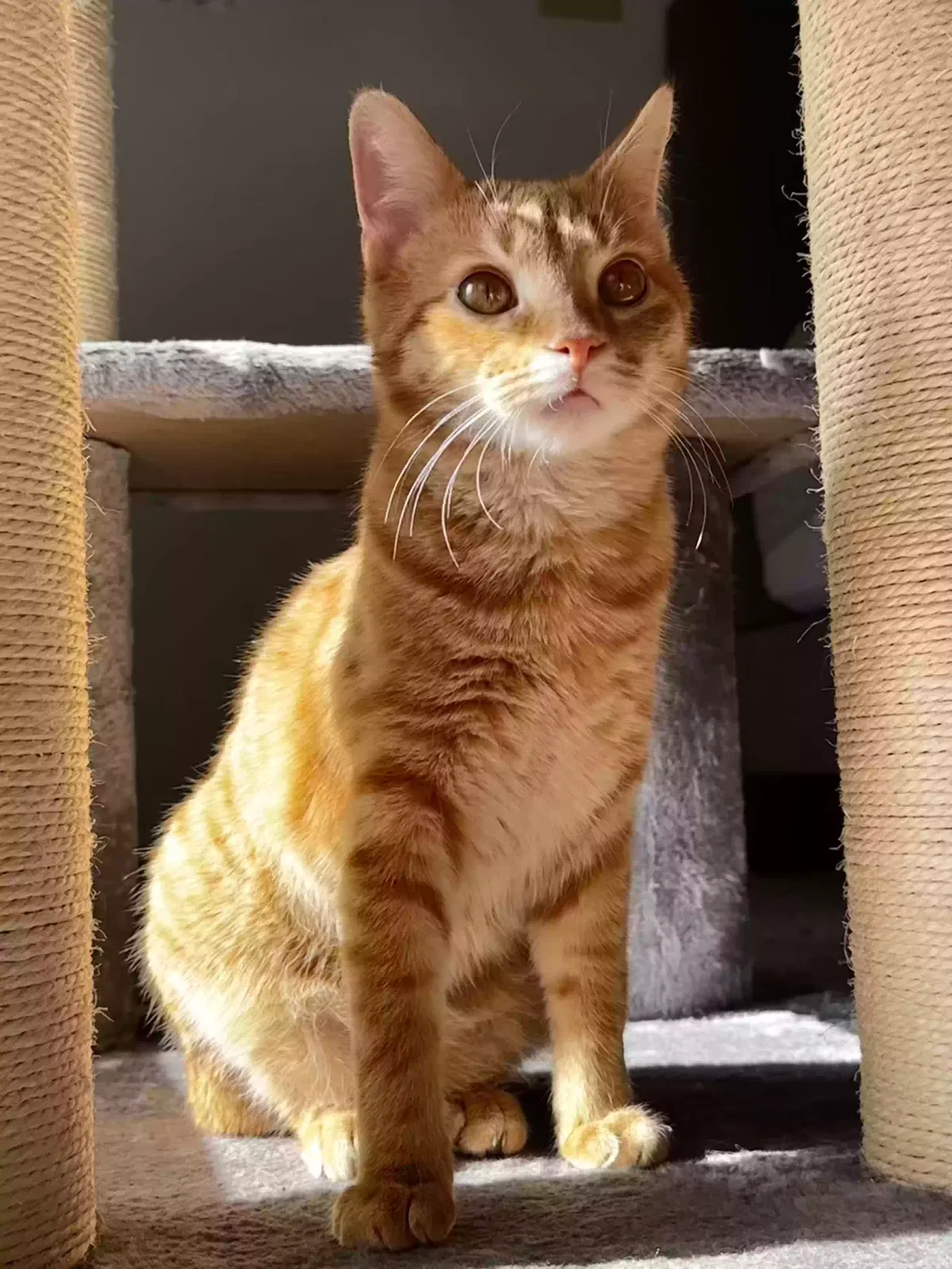Lost cat in Albuquerque, NM, 87106