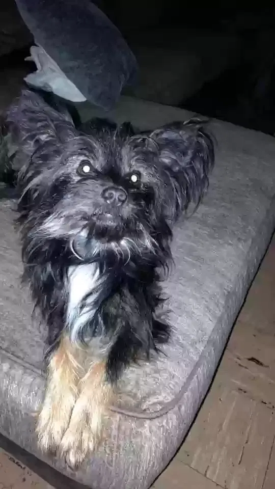 Lost dog in San Angelo, TX, 76901