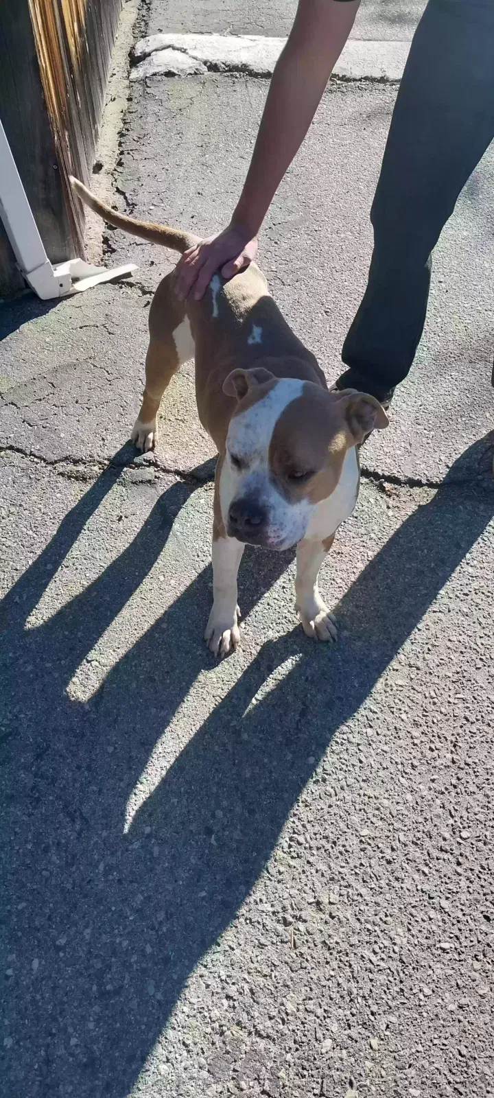 Found dog in Hemet, CA, 92543