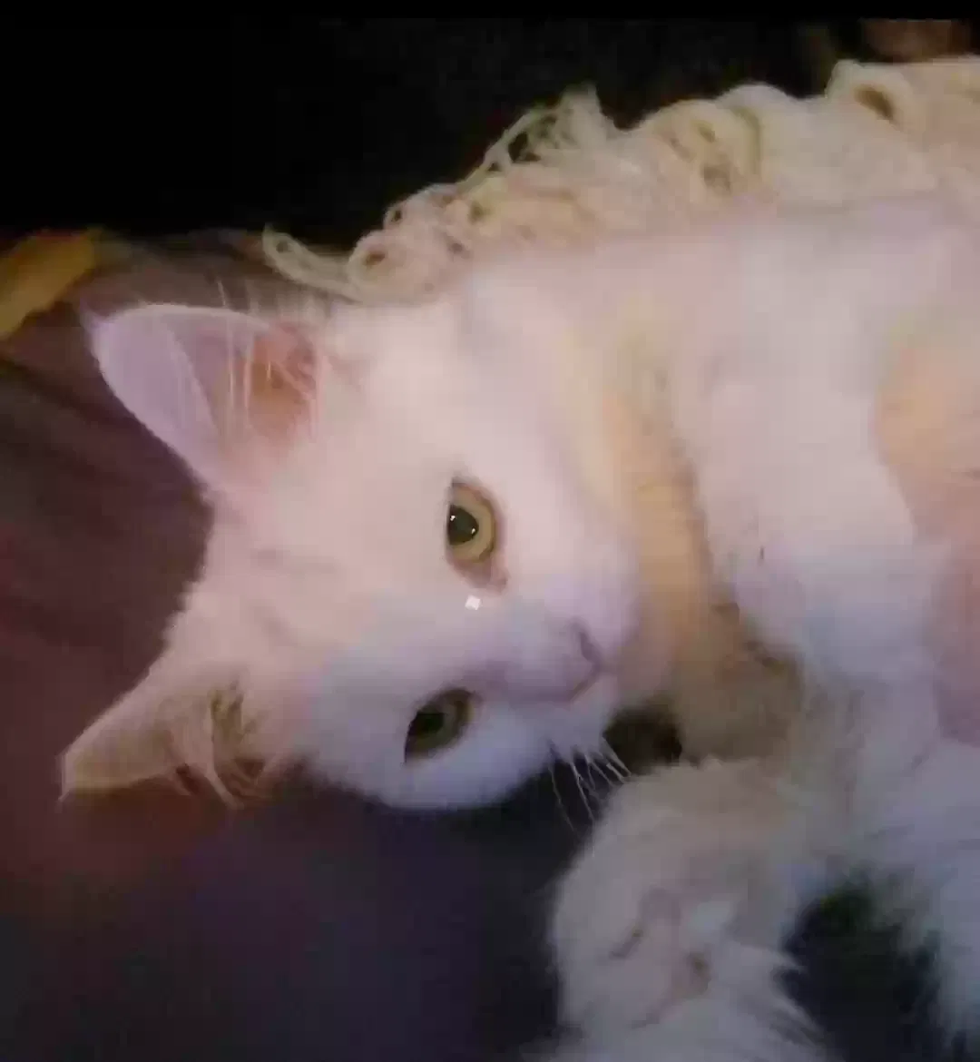 Lost cat in Spring Valley, CA, 91977