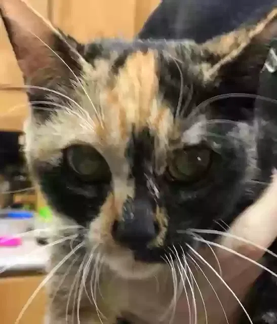 Found cat in Campbell, CA, 95008