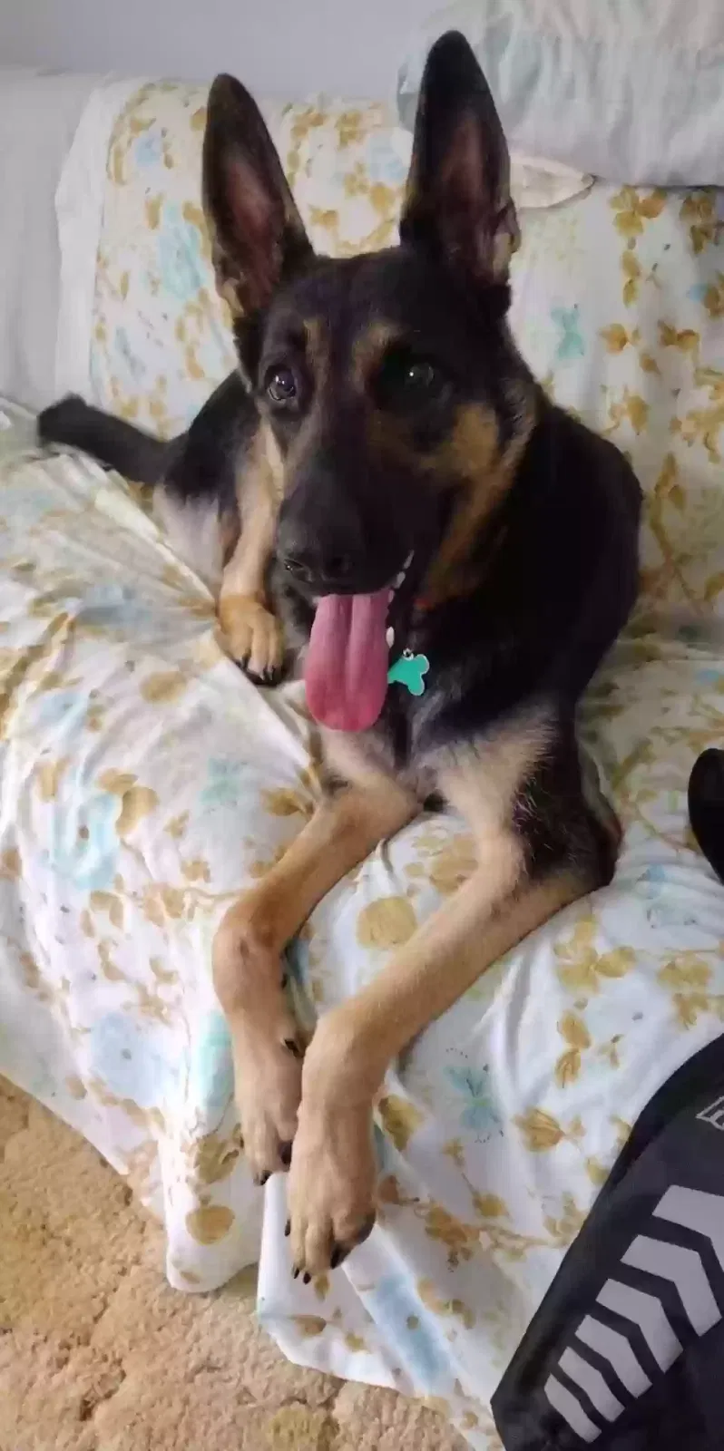 Lost dog in Keaau, HI, 96749