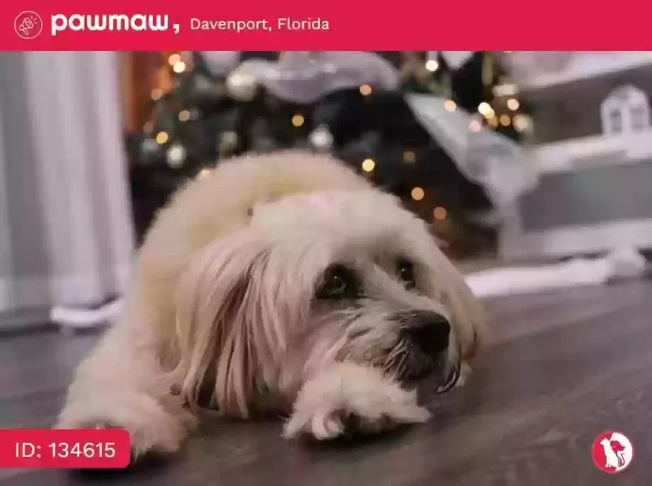 Lost dog in Davenport, FL, 33837
