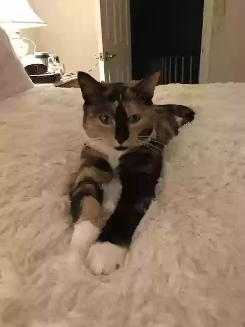 Lost cat in Naples, FL, 34119