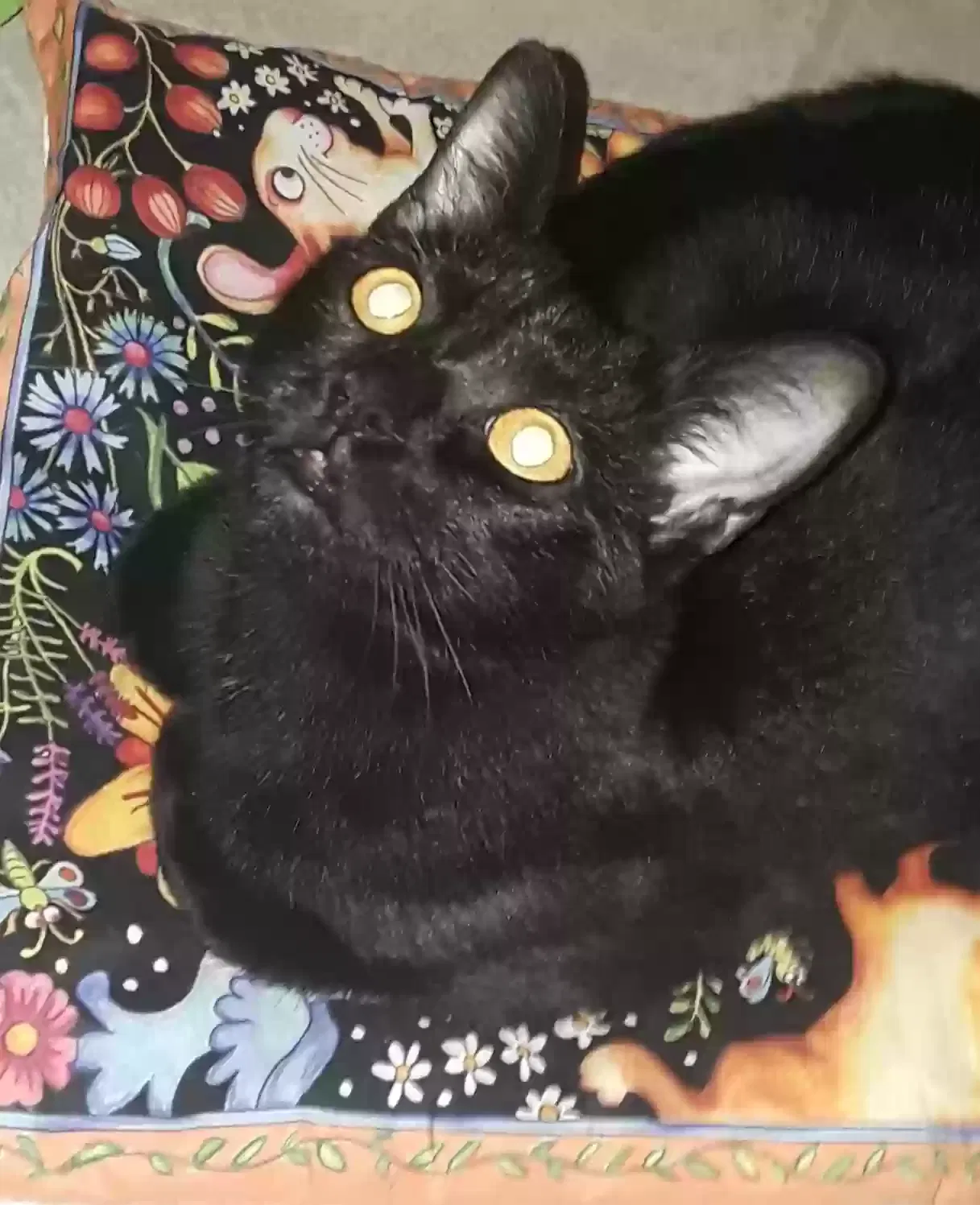 Lost cat in Pompano Beach, FL, 33062