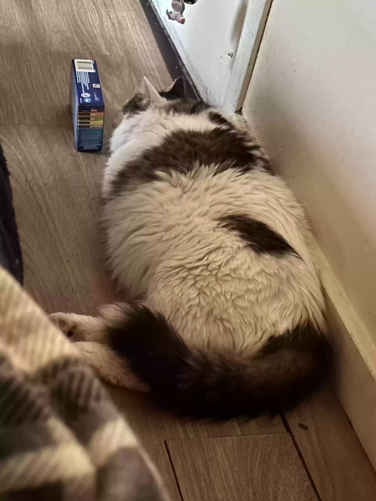 Lost cat in Saint Paul, MN, 55104