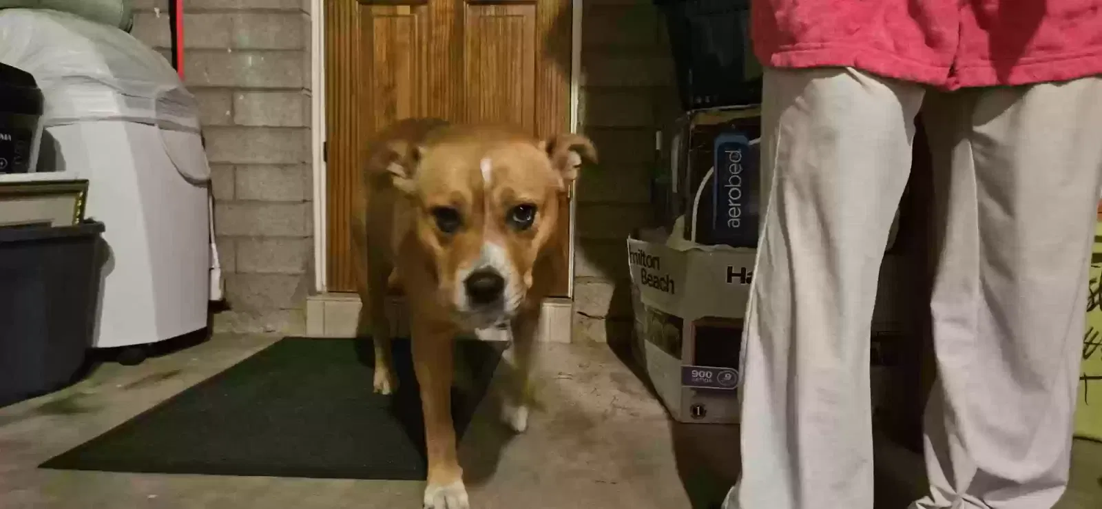 Found dog in Prescott, AZ, 86303