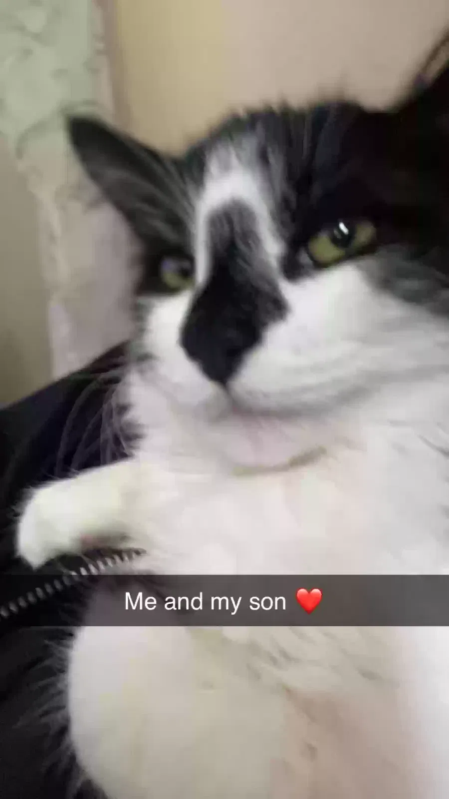 Lost cat in Chicago Ridge, IL, 60415