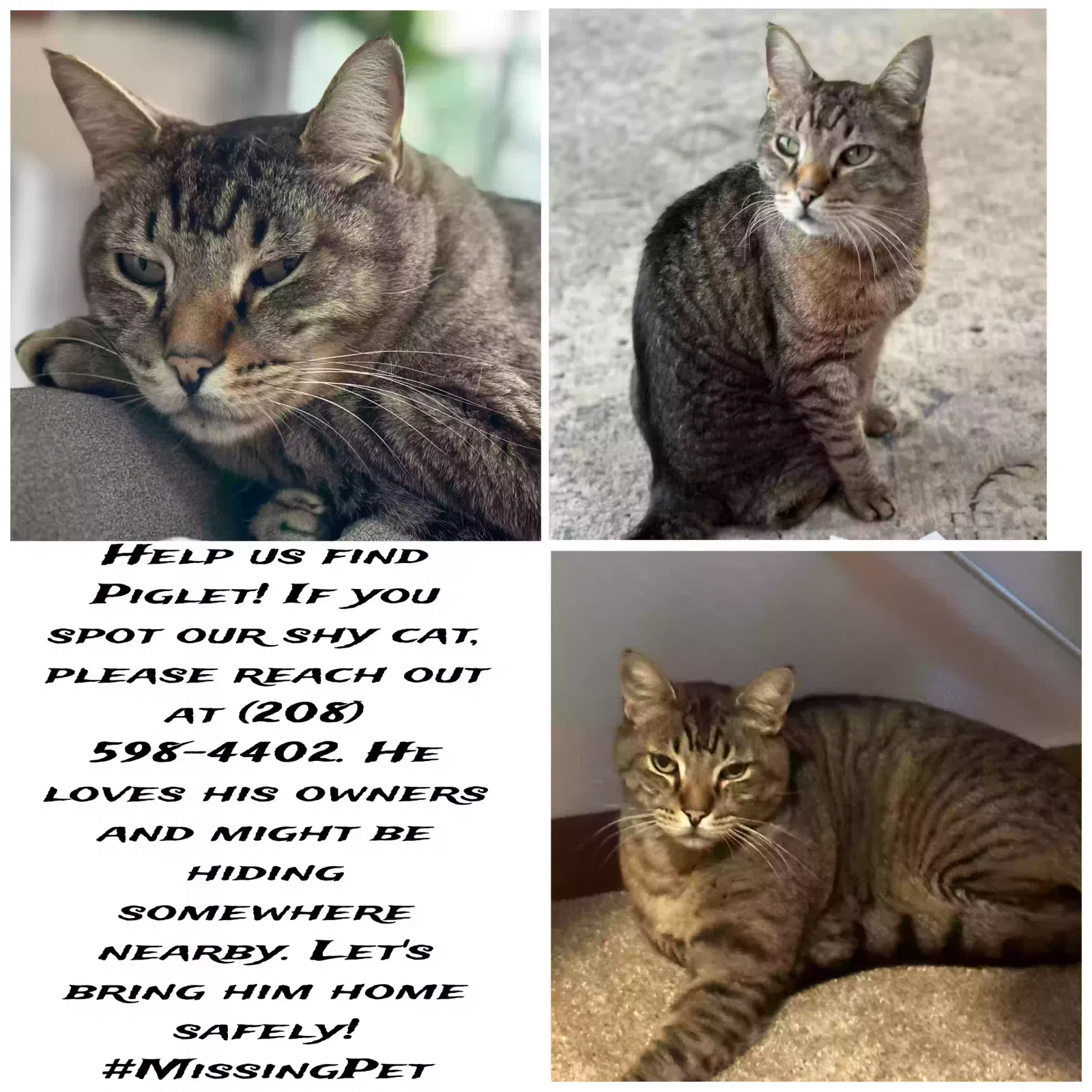 Lost cat in Salem, OR, 97304