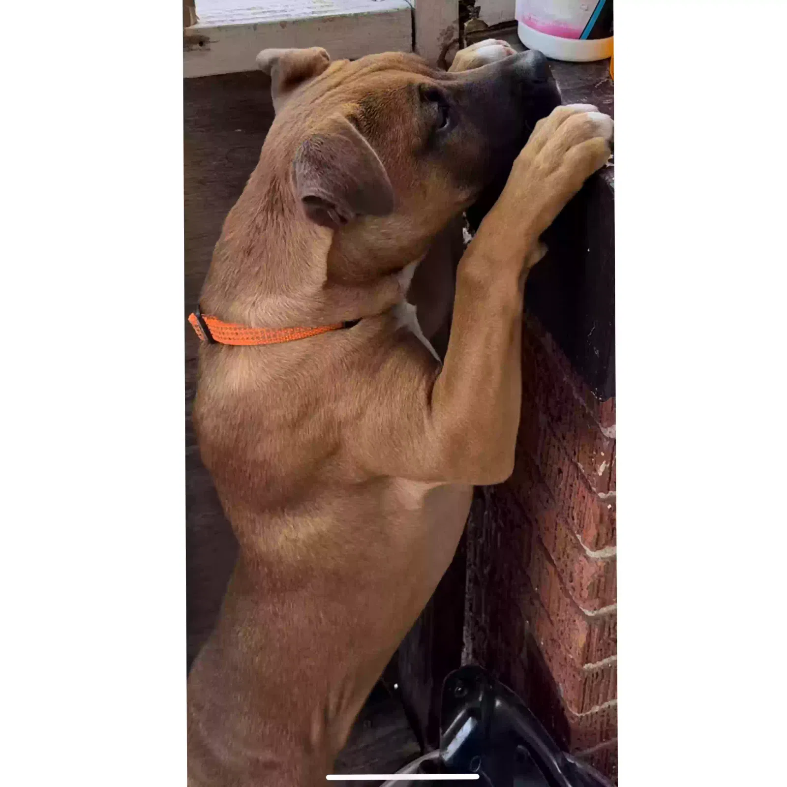 Lost dog in Houston, TX, 77004