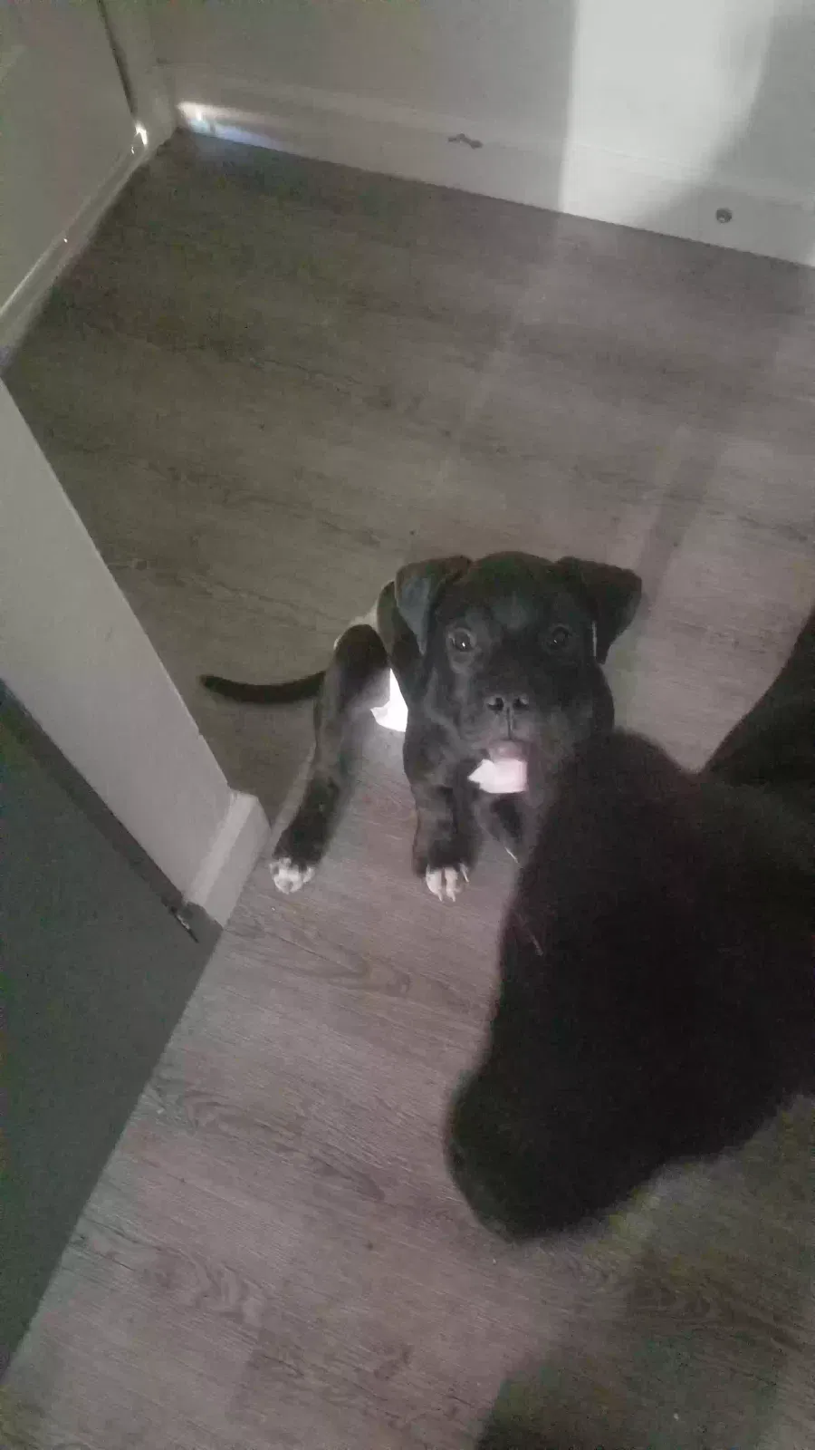Lost dog in Las Vegas, NV, 89115