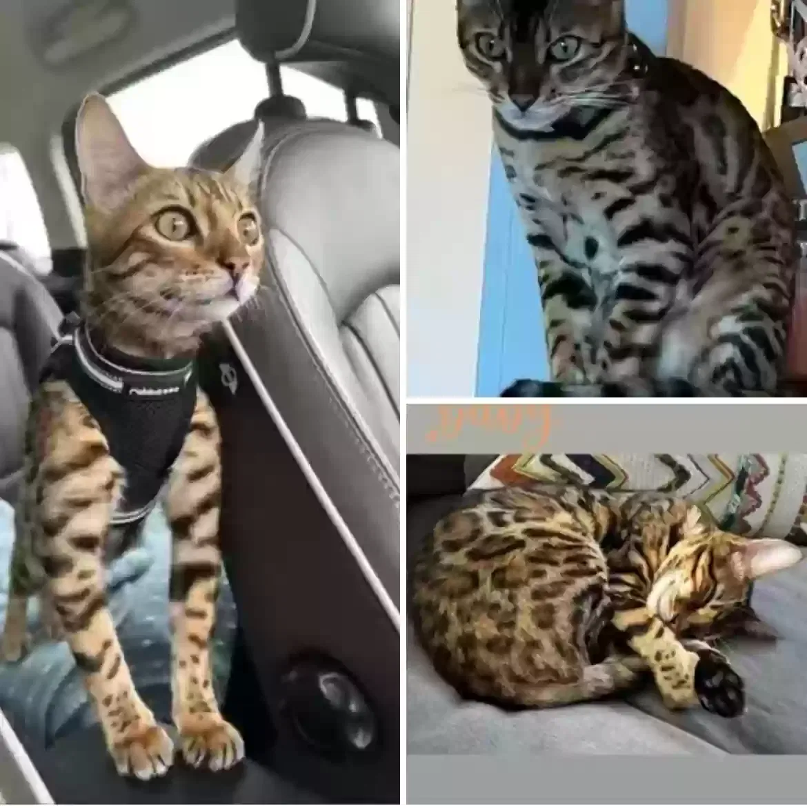 Lost cat in Venice, CA, 90291