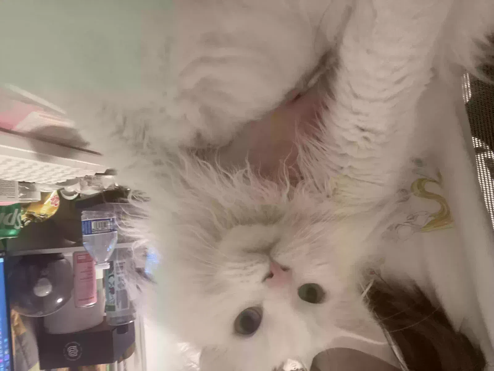 Lost cat in Merchantville, NJ, 8109