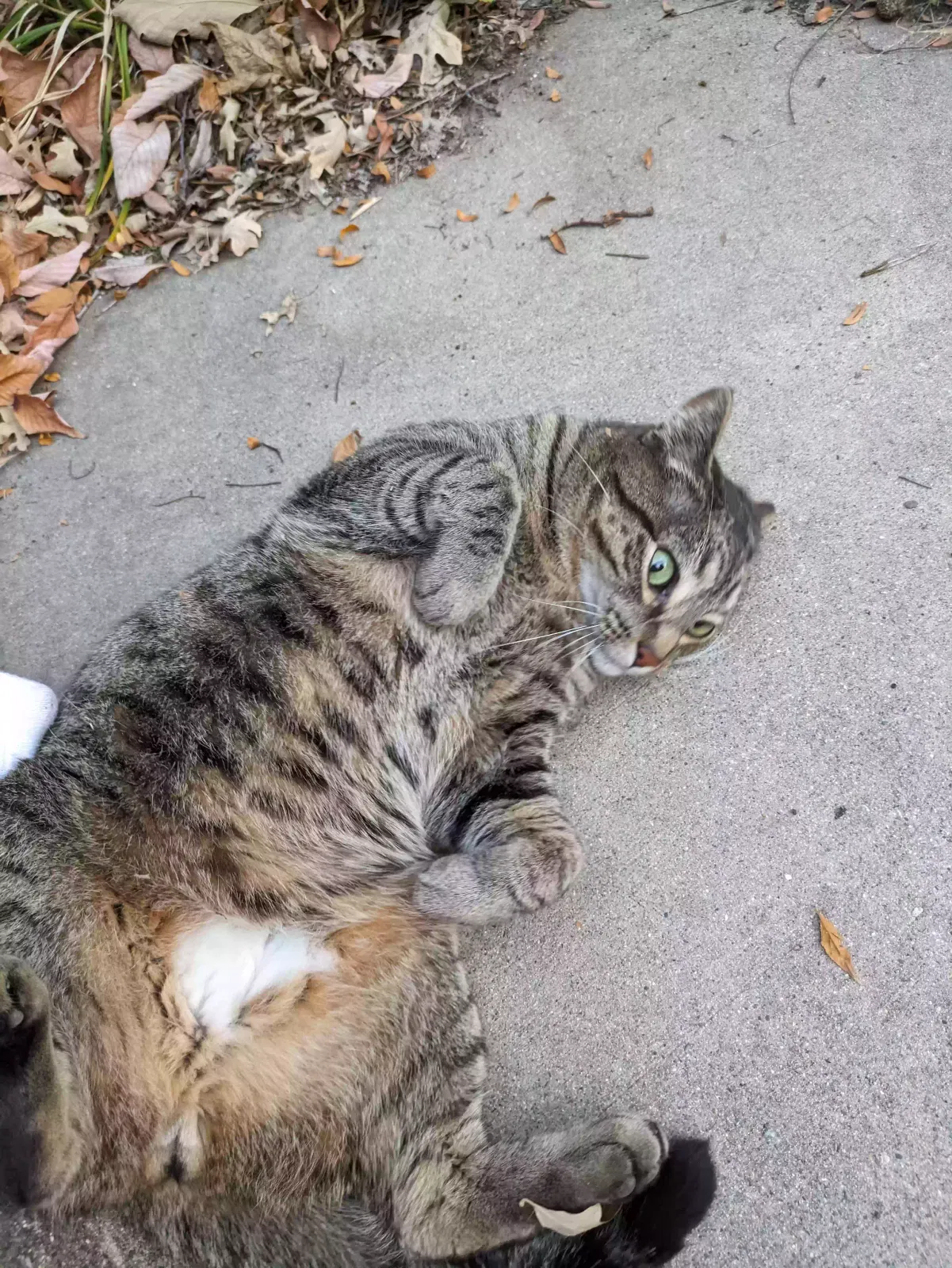 Lost cat in Sartell, MN, 56377