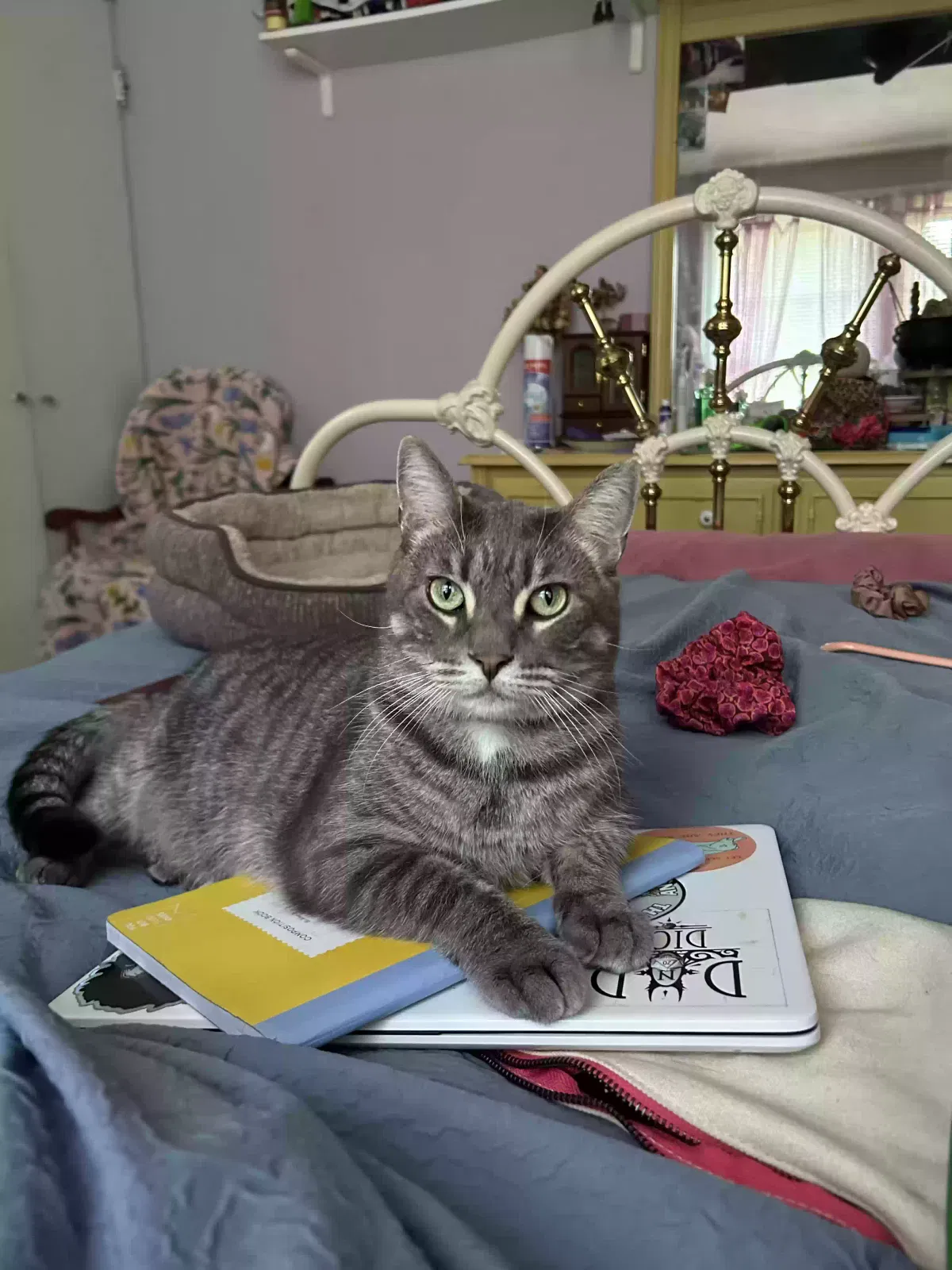 Lost cat in Orange Park, FL, 32073