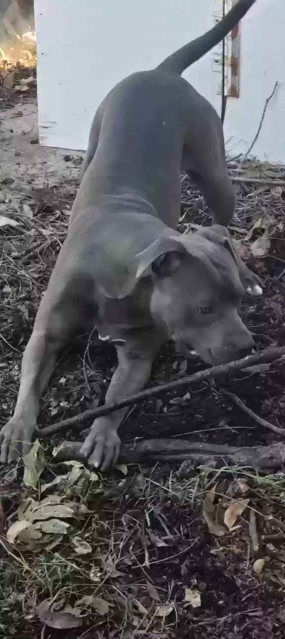 Lost dog in Irving, TX, 75060