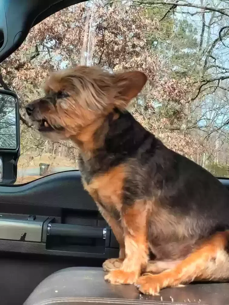 Lost dog in Hot Springs National Park, AR, 71901