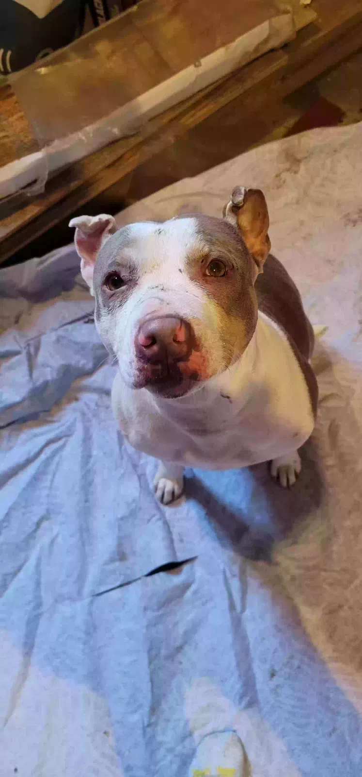 Found dog in Turney, MO, 64493