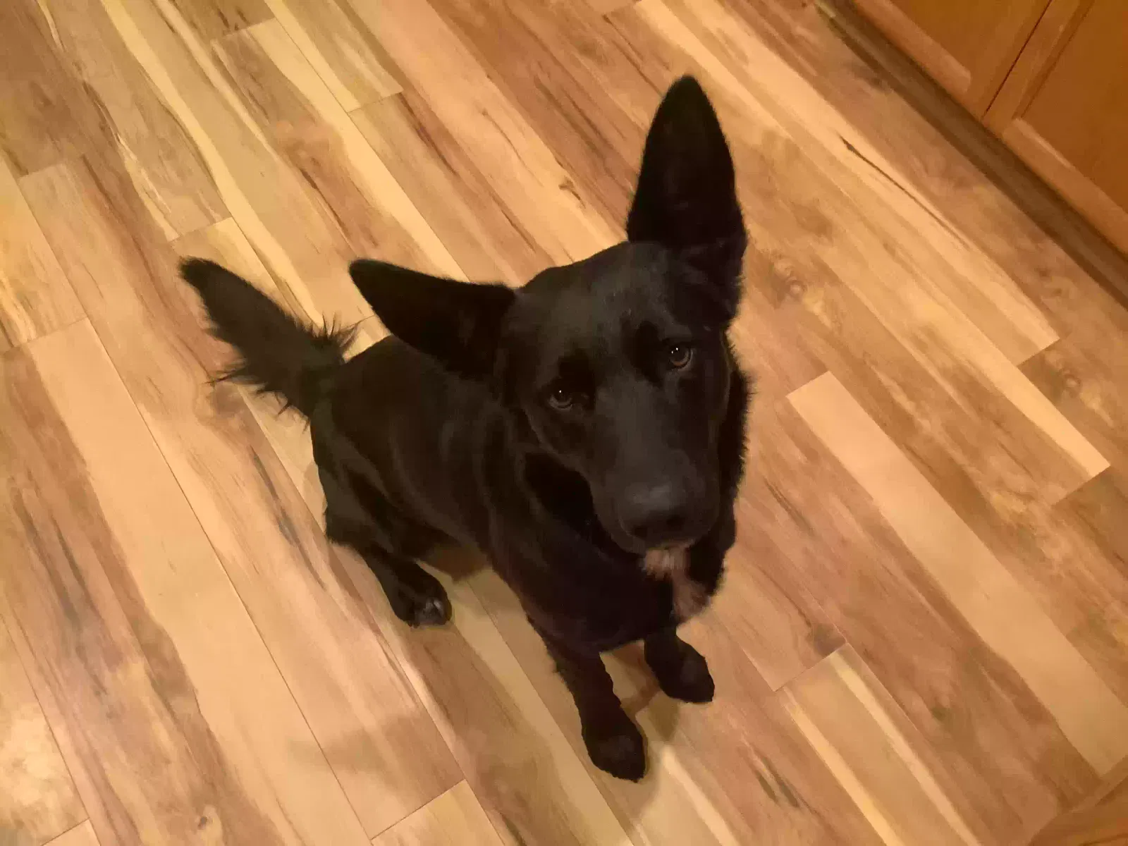 Found dog in Apple Valley, CA, 92307