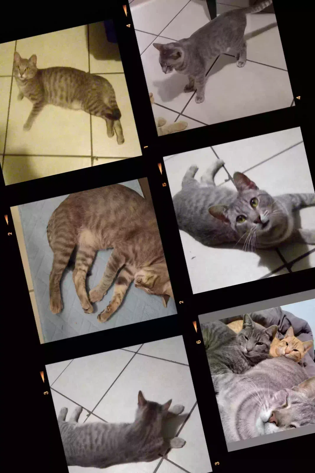Lost cat in Bakersfield, CA, 93307