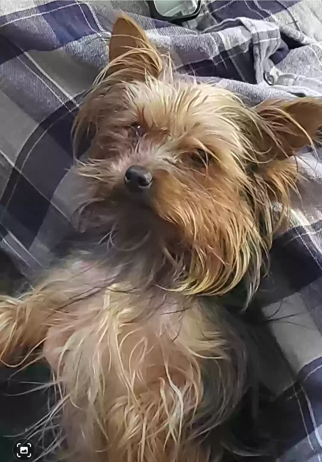 Lost dog in Hutchinson, KS, 67501