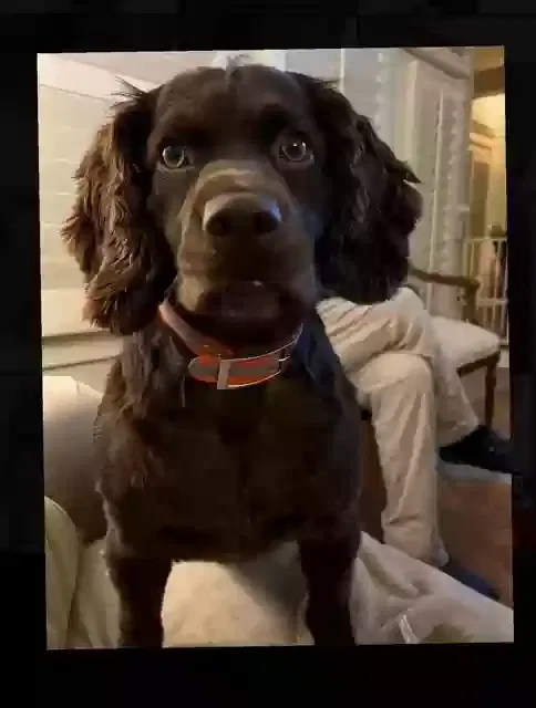 Lost dog in Creedmoor, NC, 27522