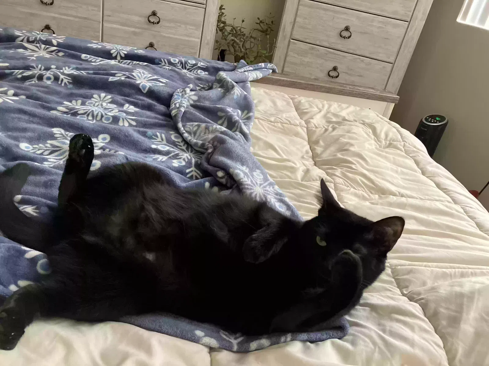 Lost cat in Rialto, CA, 92377