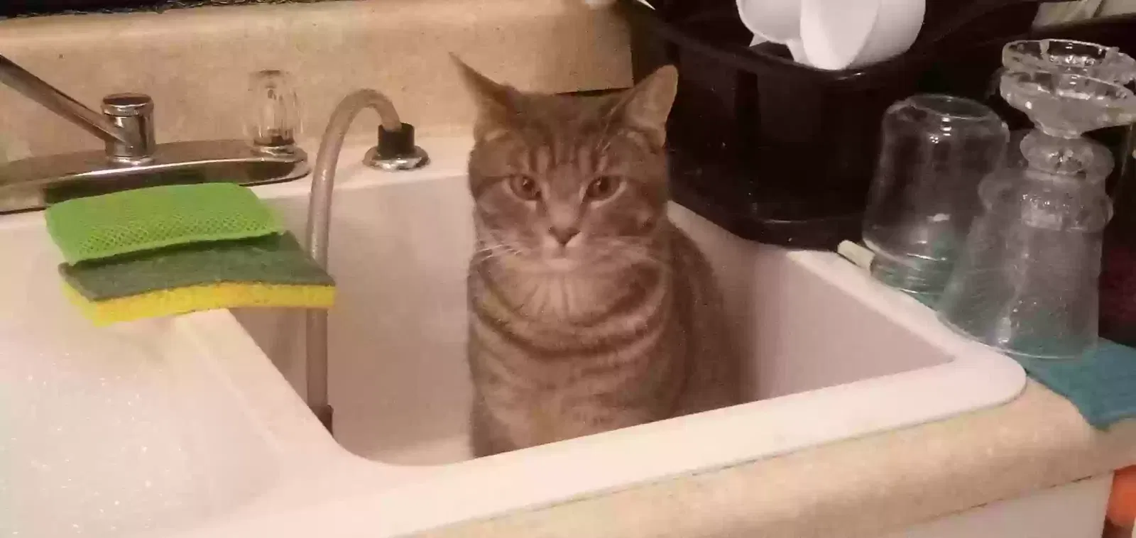 Lost cat in Dahlonega, GA, 30533