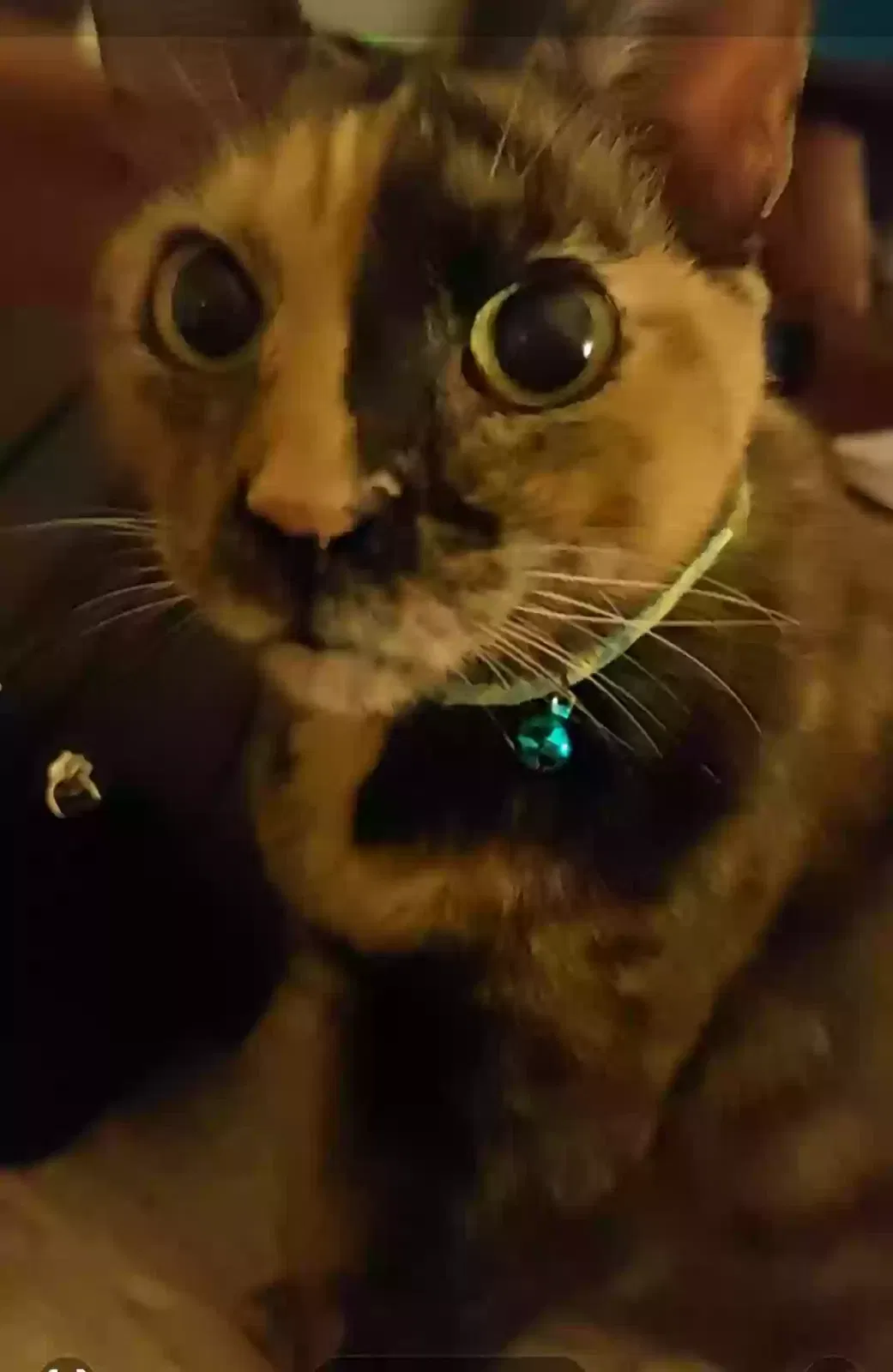 Lost cat in Pompano Beach, FL, 33060