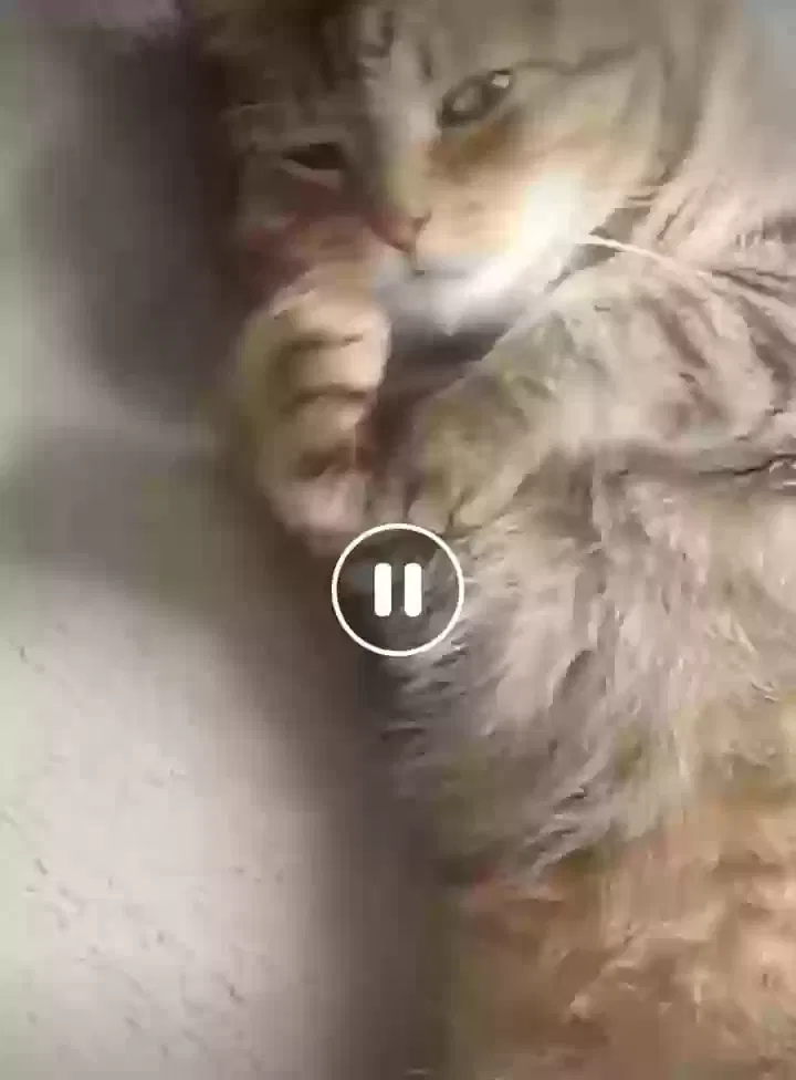 Lost cat in Jacksonville, FL, 32246