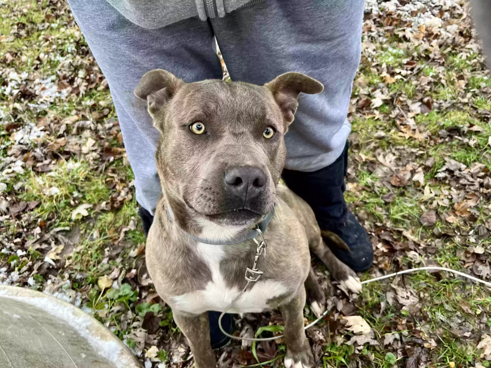 Found dog in Union Star, MO, 64494