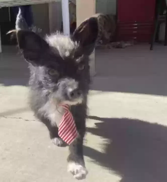 Lost dog in Albuquerque, NM, 87123