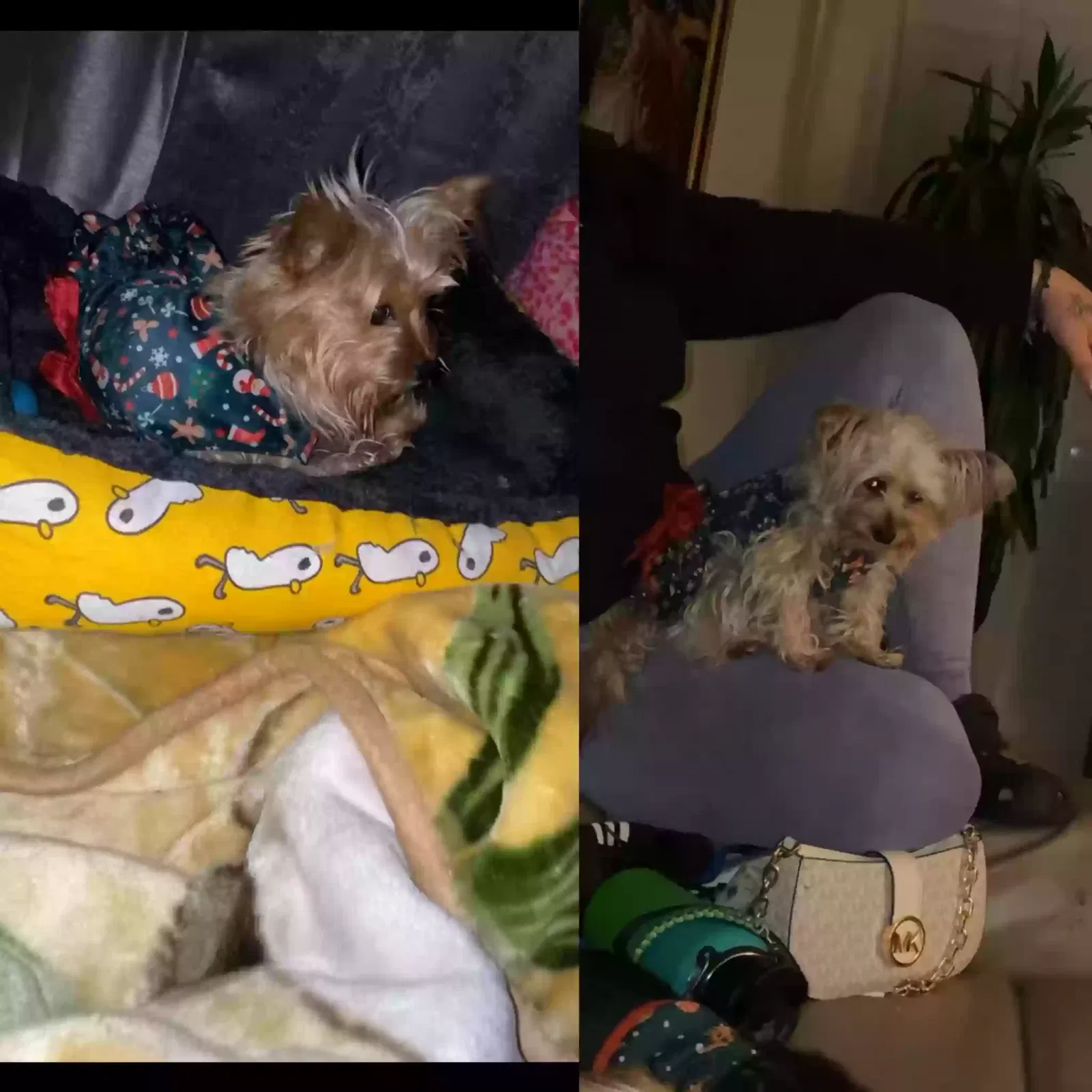 Lost dog in San Bernardino, CA, 92407