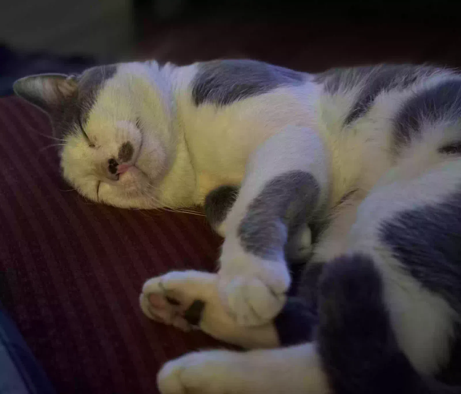 Lost cat in Croydon, PA, 19021