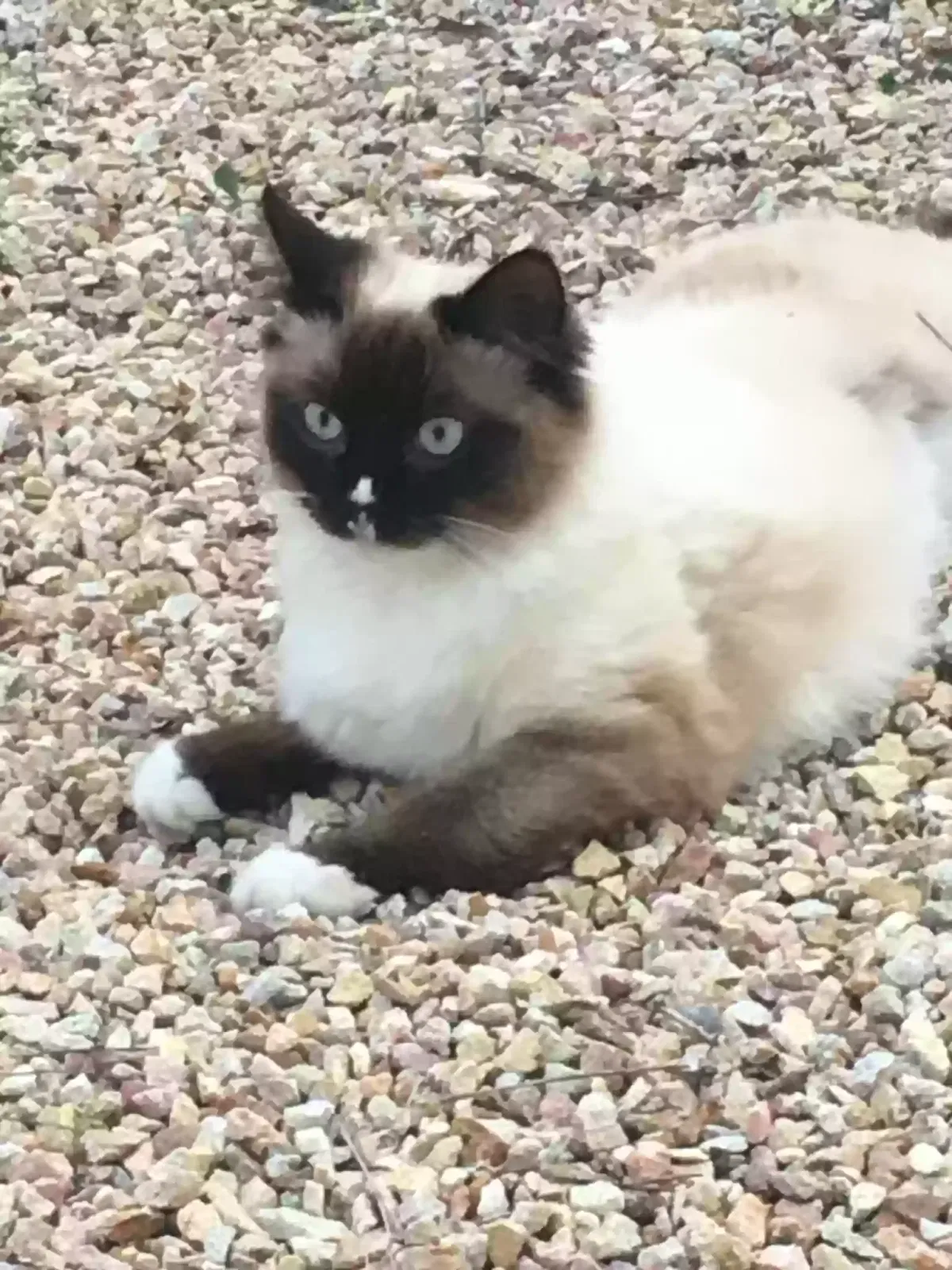 Lost cat in Riverside, CA, 92506