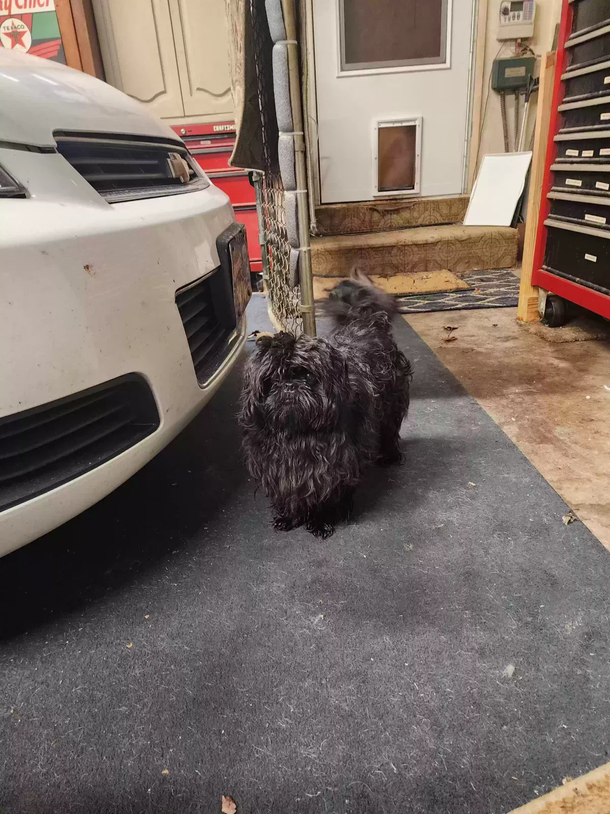 Lost dog in Wichita, KS, 67212