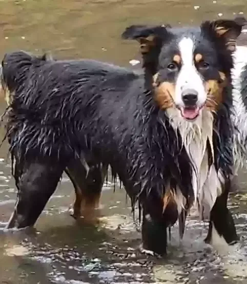 Lost dog in Smithville, TN, 37166