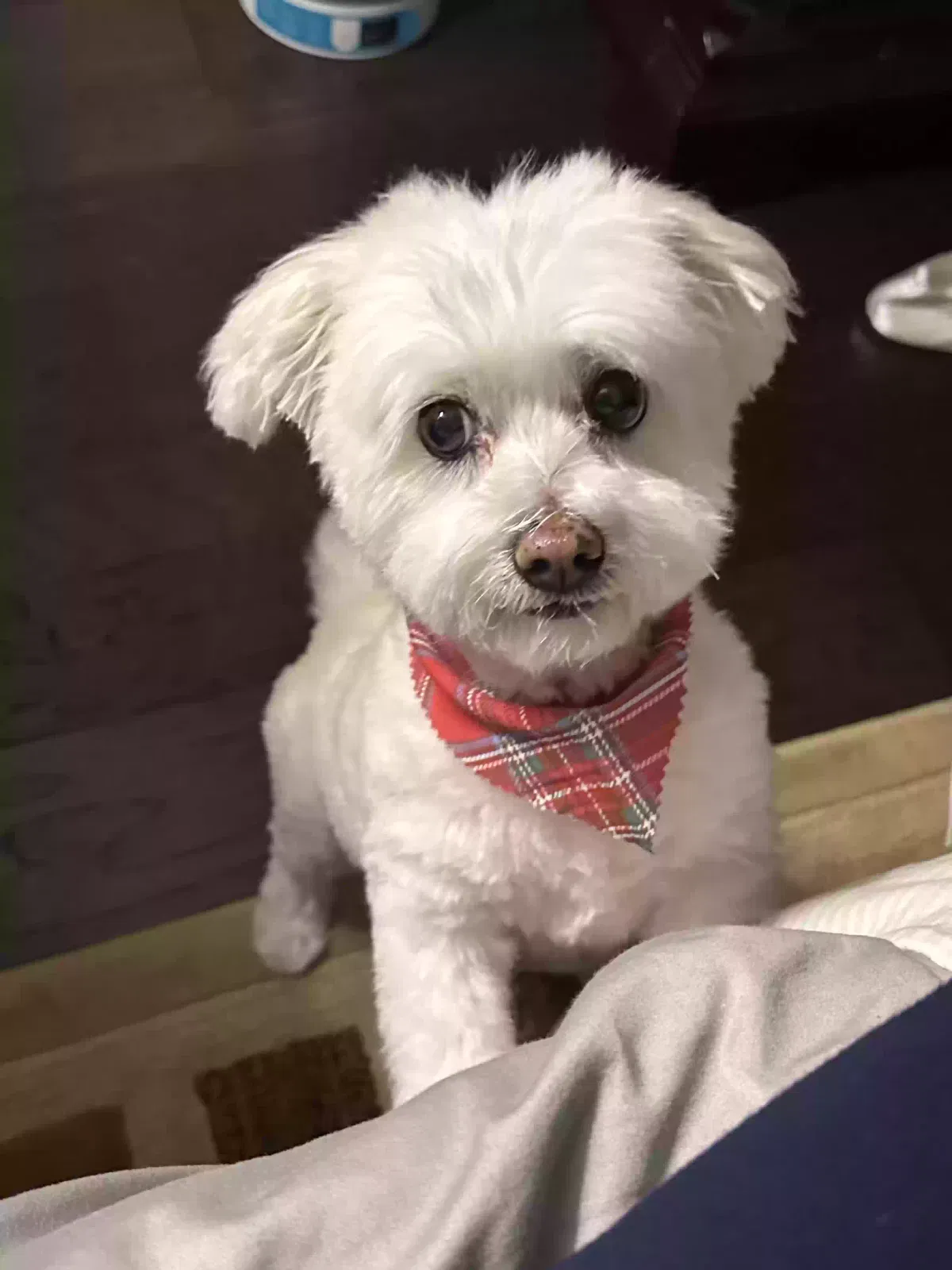 Lost dog in Allen, TX, 75013