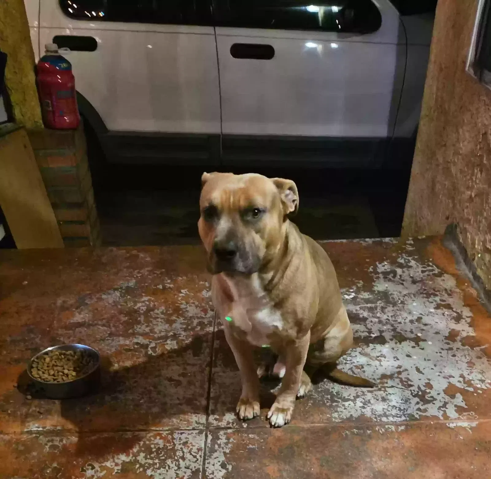 Lost dog in Los Angeles, CA, 90047